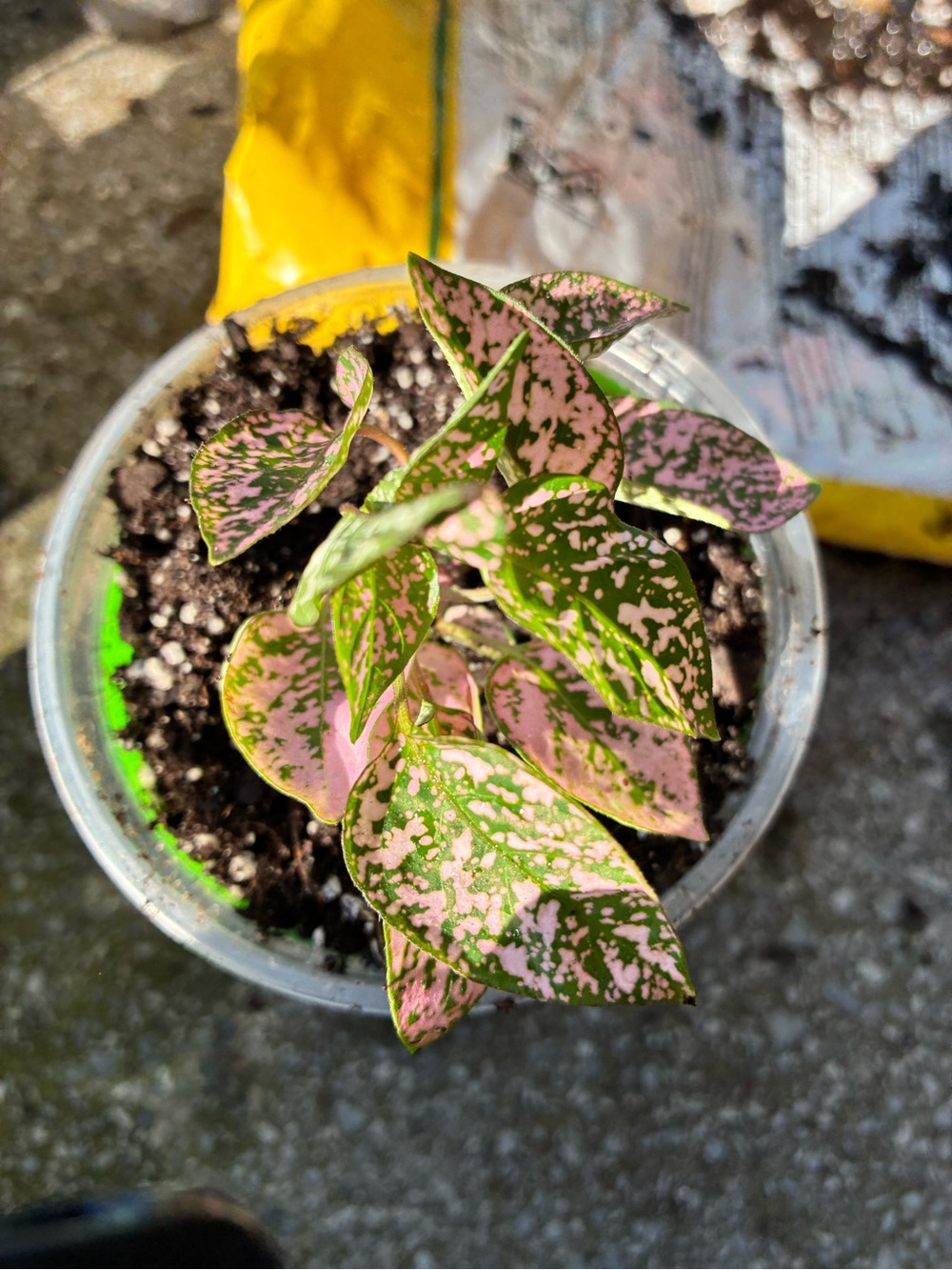 Polka Dot Plant (Hypoestes phyllostachya) pink